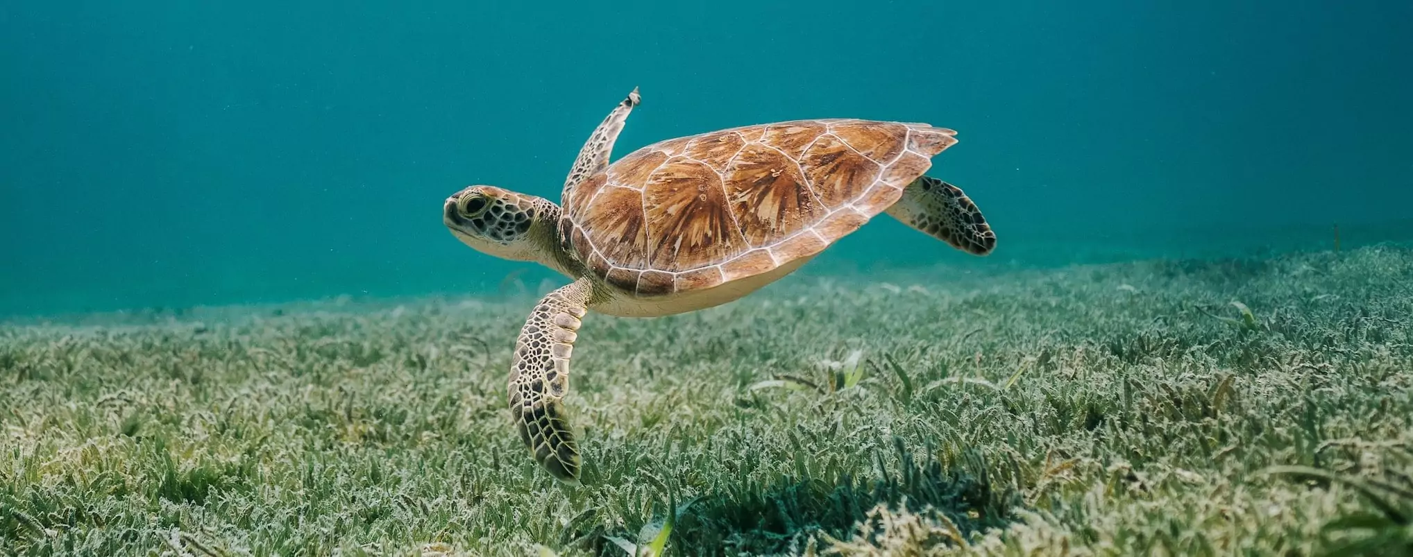 Sea Turtle in Ocean