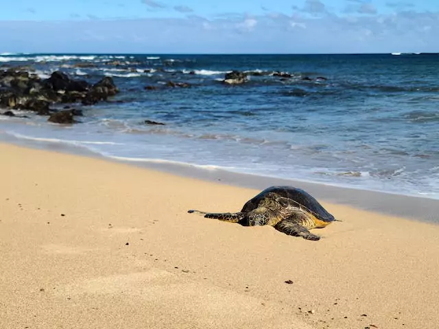 Sea Turtle on the beach