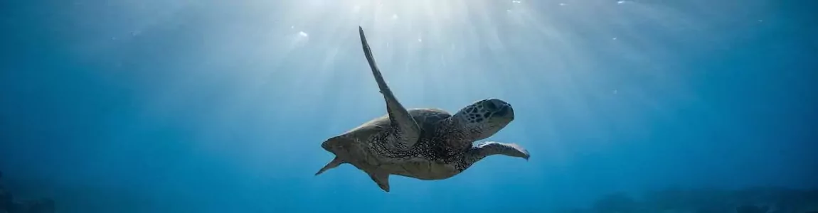 Sea Turtle in Ocean